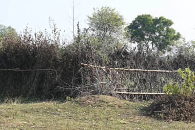 Bir tarlada kurumuş dallardan yapılmış bir çit. Hindistan 'ın kırsal kesimindeki çiftçiler ekinlerini hayvanlardan korumak için dallardan çitler örerler. Bu geleneksel bir tarım uygulaması. Bir çit ya da çit kuru, kahverengi çalılar tarla boyunca uzanıyordu..