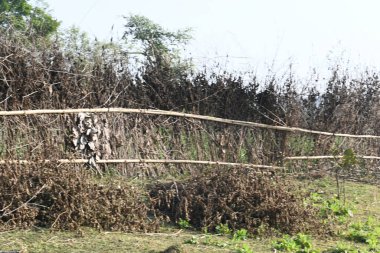 Bir tarlada kurumuş dallardan yapılmış bir çit. Hindistan 'ın kırsal kesimindeki çiftçiler ekinlerini hayvanlardan korumak için dallardan çitler örerler. Bu geleneksel bir tarım uygulaması. Bir çit ya da çit kuru, kahverengi çalılar tarla boyunca uzanıyordu..