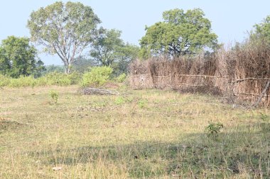 Bir tarlada kurumuş dallardan yapılmış bir çit. Hindistan 'ın kırsal kesimindeki çiftçiler ekinlerini hayvanlardan korumak için dallardan çitler örerler. Bu geleneksel bir tarım uygulaması. Bir çit ya da çit kuru, kahverengi çalılar tarla boyunca uzanıyordu..
