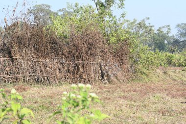 Bir tarlada kurumuş dallardan yapılmış bir çit. Hindistan 'ın kırsal kesimindeki çiftçiler ekinlerini hayvanlardan korumak için dallardan çitler örerler. Bu geleneksel bir tarım uygulaması. Bir çit ya da çit kuru, kahverengi çalılar tarla boyunca uzanıyordu..
