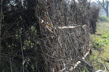 Bir tarlada kurumuş dallardan yapılmış bir çit. Hindistan 'ın kırsal kesimindeki çiftçiler ekinlerini hayvanlardan korumak için dallardan çitler örerler. Bu geleneksel bir tarım uygulaması. Bir çit ya da çit kuru, kahverengi çalılar tarla boyunca uzanıyordu..