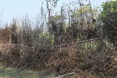 Bir tarlada kurumuş dallardan yapılmış bir çit. Hindistan 'ın kırsal kesimindeki çiftçiler ekinlerini hayvanlardan korumak için dallardan çitler örerler. Bu geleneksel bir tarım uygulaması. Bir çit ya da çit kuru, kahverengi çalılar tarla boyunca uzanıyordu..