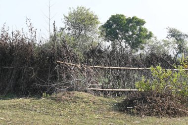 Bir tarlada kurumuş dallardan yapılmış bir çit. Hindistan 'ın kırsal kesimindeki çiftçiler ekinlerini hayvanlardan korumak için dallardan çitler örerler. Bu geleneksel bir tarım uygulaması. Bir çit ya da çit kuru, kahverengi çalılar tarla boyunca uzanıyordu..