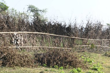 Bir tarlada kurumuş dallardan yapılmış bir çit. Hindistan 'ın kırsal kesimindeki çiftçiler ekinlerini hayvanlardan korumak için dallardan çitler örerler. Bu geleneksel bir tarım uygulaması. Bir çit ya da çit kuru, kahverengi çalılar tarla boyunca uzanıyordu..