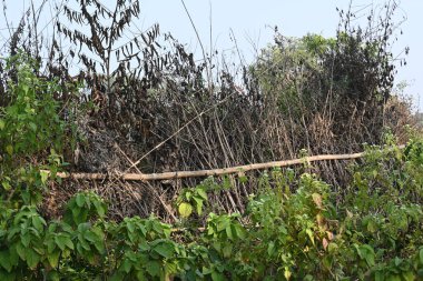 Bir tarlada kurumuş dallardan yapılmış bir çit. Hindistan 'ın kırsal kesimindeki çiftçiler ekinlerini hayvanlardan korumak için dallardan çitler örerler. Bu geleneksel bir tarım uygulaması. Bir çit ya da çit kuru, kahverengi çalılar tarla boyunca uzanıyordu..