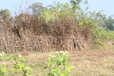 Bir tarlada kurumuş dallardan yapılmış bir çit. Hindistan 'ın kırsal kesimindeki çiftçiler ekinlerini hayvanlardan korumak için dallardan çitler örerler. Bu geleneksel bir tarım uygulaması. Bir çit ya da çit kuru, kahverengi çalılar tarla boyunca uzanıyordu..