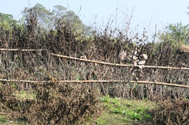 Bir tarlada kurumuş dallardan yapılmış bir çit. Hindistan 'ın kırsal kesimindeki çiftçiler ekinlerini hayvanlardan korumak için dallardan çitler örerler. Bu geleneksel bir tarım uygulaması. Bir çit ya da çit kuru, kahverengi çalılar tarla boyunca uzanıyordu..