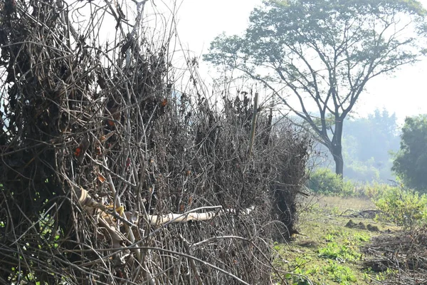 Bir tarlada kurumuş dallardan yapılmış bir çit. Hindistan 'ın kırsal kesimindeki çiftçiler ekinlerini hayvanlardan korumak için dallardan çitler örerler. Bu geleneksel bir tarım uygulaması. Bir çit ya da çit kuru, kahverengi çalılar tarla boyunca uzanıyordu..