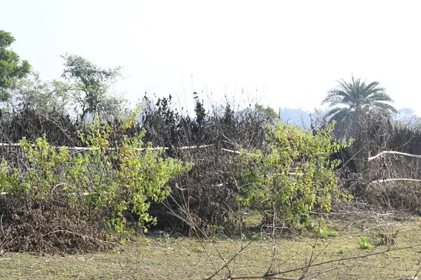 Bir tarlada kurumuş dallardan yapılmış bir çit. Hindistan 'ın kırsal kesimindeki çiftçiler ekinlerini hayvanlardan korumak için dallardan çitler örerler. Bu geleneksel bir tarım uygulaması. Bir çit ya da çit kuru, kahverengi çalılar tarla boyunca uzanıyordu..