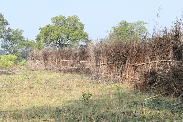 Bir tarlada kurumuş dallardan yapılmış bir çit. Hindistan 'ın kırsal kesimindeki çiftçiler ekinlerini hayvanlardan korumak için dallardan çitler örerler. Bu geleneksel bir tarım uygulaması. Bir çit ya da çit kuru, kahverengi çalılar tarla boyunca uzanıyordu..