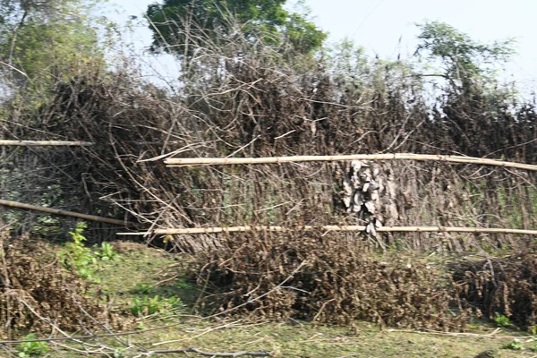 Bir tarlada kurumuş dallardan yapılmış bir çit. Hindistan 'ın kırsal kesimindeki çiftçiler ekinlerini hayvanlardan korumak için dallardan çitler örerler. Bu geleneksel bir tarım uygulaması. Bir çit ya da çit kuru, kahverengi çalılar tarla boyunca uzanıyordu..