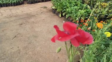Papaver rhoeas veya kırmızı gelincik çiçeği. Yaygın adı mısır haşhaşı, mısır gülü, tarla gelinciği, Flanders gelinciği, kırmızı haşhaş ve Odai çiçekleri. Haşhaş familyasındaki çiçek açan bitki türü..