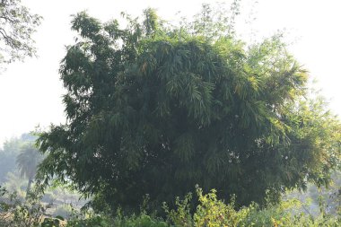 Verimli bir bambu çalısı. Yaprakları yumuşak, tüylü bir doku oluşturur. Yoğun, dayanıklı bir kümede büyür, olağanüstü gücünü ve hızlı büyüme hızını gösterir..