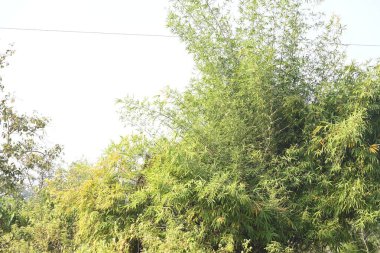 Verimli bir bambu çalısı. Yaprakları yumuşak, tüylü bir doku oluşturur. Yoğun, dayanıklı bir kümede büyür, olağanüstü gücünü ve hızlı büyüme hızını gösterir..