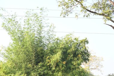 Verimli bir bambu çalısı. Yaprakları yumuşak, tüylü bir doku oluşturur. Yoğun, dayanıklı bir kümede büyür, olağanüstü gücünü ve hızlı büyüme hızını gösterir..