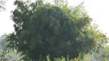 Verimli bir bambu çalısı. Yaprakları yumuşak, tüylü bir doku oluşturur. Yoğun, dayanıklı bir kümede büyür, olağanüstü gücünü ve hızlı büyüme hızını gösterir..