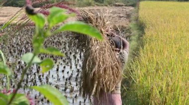 Bir çiftçi omuzunda büyük bir hasat mahsulü paketi taşıyor. Geleneksel tarım hayatından bir anı betimliyor. Bu kırsal bir pirinç tarlasından ve tarımdan bir sahne..