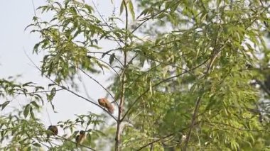 Pullu göğüslü munia ya da benekli munia kuşu. Yaygın adı Lonchura punctulata, hindistan cevizi mannikini ve baharat ispinozudur. Tropikal Asya 'ya özgü serçe büyüklüğünde bir ispinoz türü. Bir dalda oturan küçük kuşlar.