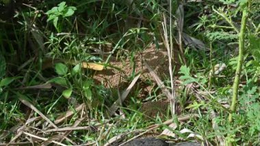Siyah karıncalar tarafından kumdan yapılmış kubbe şeklinde bir karınca tepeciği. Merkezi bir açıklığın etrafında birkaç küçük siyah karınca aktiftir. İşçi karıncalar karınca yuvasının içindeki toprağı temizliyorlar. Siyah karıncalar yuvası..