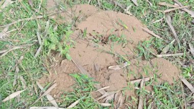 Siyah karıncalar tarafından kumdan yapılmış kubbe şeklinde bir karınca tepeciği. Merkezi bir açıklığın etrafında birkaç küçük siyah karınca aktiftir. İşçi karıncalar karınca yuvasının içindeki toprağı temizliyorlar. Siyah karıncalar yuvası..