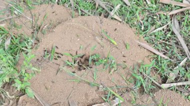 Siyah karıncalar tarafından kumdan yapılmış kubbe şeklinde bir karınca tepeciği. Merkezi bir açıklığın etrafında birkaç küçük siyah karınca aktiftir. İşçi karıncalar karınca yuvasının içindeki toprağı temizliyorlar. Siyah karıncalar yuvası..