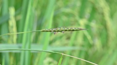 Alopecurus myosuroides çimleri pirinç tarlasında. Yaygın adı ince çayır tilkisi, siyah çimen, seğiren çimen ve siyah seğirmedir. Islak çayırlarda, ekili ve atık arazilerde bulunur. Avrasya 'ya özgü yıllık bir ottur..