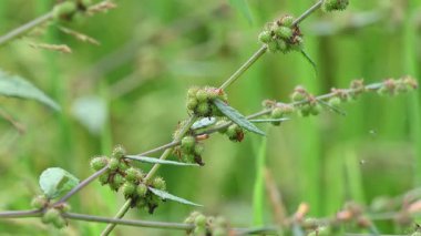 Triumfetta rhomboidea meyveleri. Yaygın adı Elmas Burk, Çin lahanası ve kulutkulutan 'dır. Bu, tropikal bölgelerde yaygın olarak kullanılan bir çalılıktır. Pirinç alan arkaplanı.