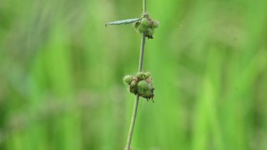 Triumfetta rhomboidea meyveleri. Yaygın adı Elmas Burk, Çin lahanası ve kulutkulutan 'dır. Bu, tropikal bölgelerde yaygın olarak kullanılan bir çalılıktır. Pirinç alan arkaplanı.