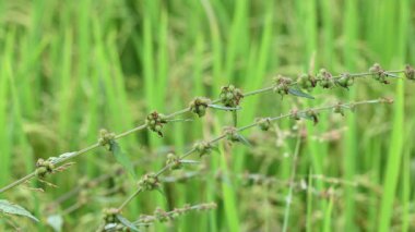 Triumfetta rhomboidea meyveleri. Yaygın adı Elmas Burk, Çin lahanası ve kulutkulutan 'dır. Bu, tropikal bölgelerde yaygın olarak kullanılan bir çalılıktır. Pirinç alan arkaplanı.