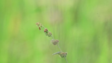 Triumfetta rhomboidea meyveleri. Yaygın adı Elmas Burk, Çin lahanası ve kulutkulutan 'dır. Bu, tropikal bölgelerde yaygın olarak kullanılan bir çalılıktır. Pirinç alan arkaplanı.