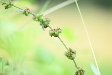 Triumfetta rhomboidea meyveleri. Yaygın adı Elmas Burk, Çin lahanası ve kulutkulutan 'dır. Bu, tropikal bölgelerde yaygın olarak kullanılan bir çalılıktır. Pirinç alan arkaplanı.