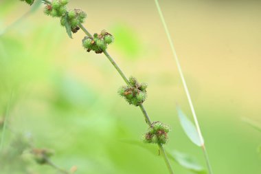 Triumfetta rhomboidea meyveleri. Yaygın adı Elmas Burk, Çin lahanası ve kulutkulutan 'dır. Bu, tropikal bölgelerde yaygın olarak kullanılan bir çalılıktır. Pirinç alan arkaplanı.
