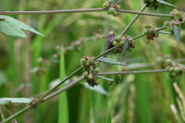Triumfetta rhomboidea meyveleri. Yaygın adı Elmas Burk, Çin lahanası ve kulutkulutan 'dır. Bu, tropikal bölgelerde yaygın olarak kullanılan bir çalılıktır. Pirinç alan arkaplanı.