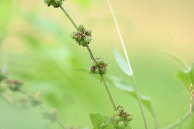 Triumfetta rhomboidea meyveleri. Yaygın adı Elmas Burk, Çin lahanası ve kulutkulutan 'dır. Bu, tropikal bölgelerde yaygın olarak kullanılan bir çalılıktır. Pirinç alan arkaplanı.