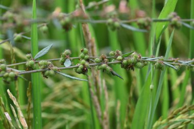 Triumfetta rhomboidea meyveleri. Yaygın adı Elmas Burk, Çin lahanası ve kulutkulutan 'dır. Bu, tropikal bölgelerde yaygın olarak kullanılan bir çalılıktır. Pirinç alan arkaplanı.