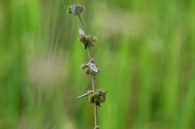 Triumfetta rhomboidea meyveleri. Yaygın adı Elmas Burk, Çin lahanası ve kulutkulutan 'dır. Bu, tropikal bölgelerde yaygın olarak kullanılan bir çalılıktır. Pirinç alan arkaplanı.
