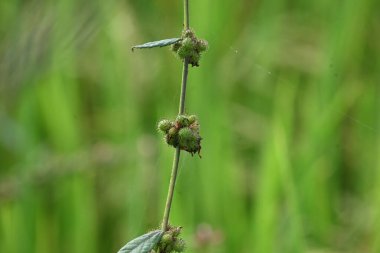Triumfetta rhomboidea meyveleri. Yaygın adı Elmas Burk, Çin lahanası ve kulutkulutan 'dır. Bu, tropikal bölgelerde yaygın olarak kullanılan bir çalılıktır. Pirinç alan arkaplanı.