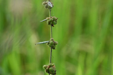 Triumfetta rhomboidea meyveleri. Yaygın adı Elmas Burk, Çin lahanası ve kulutkulutan 'dır. Bu, tropikal bölgelerde yaygın olarak kullanılan bir çalılıktır. Pirinç alan arkaplanı.