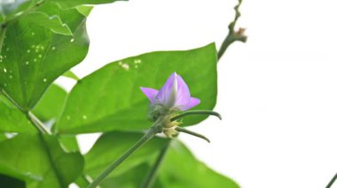 Bezelye ya da Vigna unguiculata çiçeği. Vigna cinsinden yıllık bir bitkisel baklagildir. Sertleşebilir, yarı erekte olabilir ya da tırmanabilir. Nabız bitkisi çiçeği. Siyah gözlü bezelye çiçeği..
