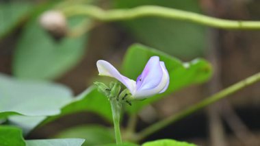 Bezelye ya da Vigna unguiculata çiçeği. Vigna cinsinden yıllık bir bitkisel baklagildir. Sertleşebilir, yarı erekte olabilir ya da tırmanabilir. Nabız bitkisi çiçeği. Siyah gözlü bezelye çiçeği..
