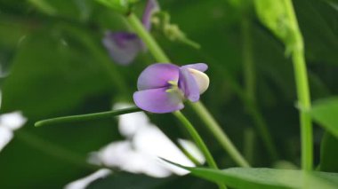 Bezelye ya da Vigna unguiculata çiçeği. Vigna cinsinden yıllık bir bitkisel baklagildir. Sertleşebilir, yarı erekte olabilir ya da tırmanabilir. Nabız bitkisi çiçeği. Siyah gözlü bezelye çiçeği..