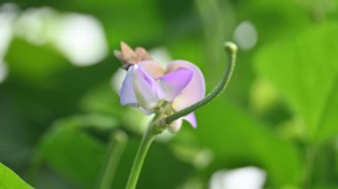 Bezelye ya da Vigna unguiculata çiçeği. Vigna cinsinden yıllık bir bitkisel baklagildir. Sertleşebilir, yarı erekte olabilir ya da tırmanabilir. Nabız bitkisi çiçeği. Siyah gözlü bezelye çiçeği..