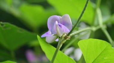 Bezelye ya da Vigna unguiculata çiçeği. Vigna cinsinden yıllık bir bitkisel baklagildir. Sertleşebilir, yarı erekte olabilir ya da tırmanabilir. Nabız bitkisi çiçeği. Siyah gözlü bezelye çiçeği..