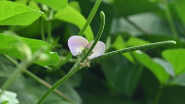 Bezelye ya da Vigna unguiculata çiçeği. Vigna cinsinden yıllık bir bitkisel baklagildir. Sertleşebilir, yarı erekte olabilir ya da tırmanabilir. Nabız bitkisi çiçeği. Siyah gözlü bezelye çiçeği..