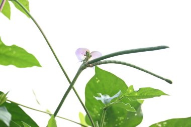 Kovboy Vigna unguiculata çiçeği. Vigna cinsinden yıllık bir bitkisel baklagildir. Sertleşebilir, yarı erekte olabilir ya da tırmanabilir. Nabız bitkisi çiçeği. Siyah gözlü bezelye çiçeği..