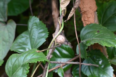 Sarmaşıkta dioskorea bulbifera var. Yaygın adı; hava patatesi, yer elması, acı tatlı patates, arsız yer elması, patates yer elması, havadan tatlı patates ve yaban havucu. Yer elması familyasından bir yer elması türüdür, Dioscoreaceae. Afrika, Asya ve Kuzey Avustralya 'ya özgüdür..