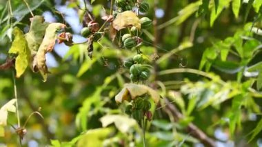 Diplocyclos palmatus meyveleri. Cucurbitaceae familyasından bir sarmaşık. Yaygın adı yerli bryony ve çizgili salatalıktır..