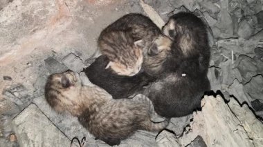 Minik, yeni doğmuş kedi yavruları. Isınmak için kömürün üzerine toplanmışlar. O, annesini bekliyor. Şirin kedicikler. Sevimli bebek hayvanlar..