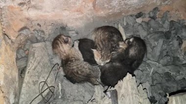 Minik, yeni doğmuş kedi yavruları. Isınmak için kömürün üzerine toplanmışlar. O, annesini bekliyor. Şirin kedicikler. Sevimli bebek hayvanlar..