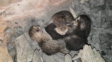 Minik, yeni doğmuş kedi yavruları. Isınmak için kömürün üzerine toplanmışlar. O, annesini bekliyor. Şirin kedicikler. Sevimli bebek hayvanlar..
